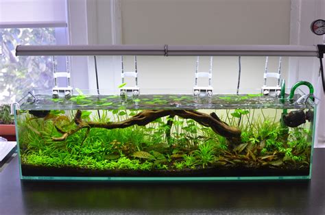 betta fish in natural habitat.